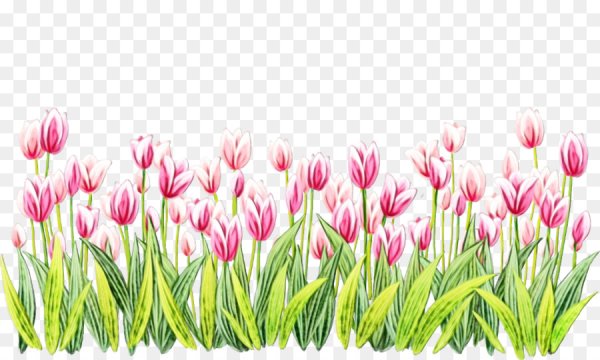 Красные тюльпаны