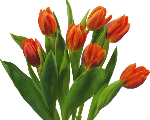 Тюльпаны на белом фоне