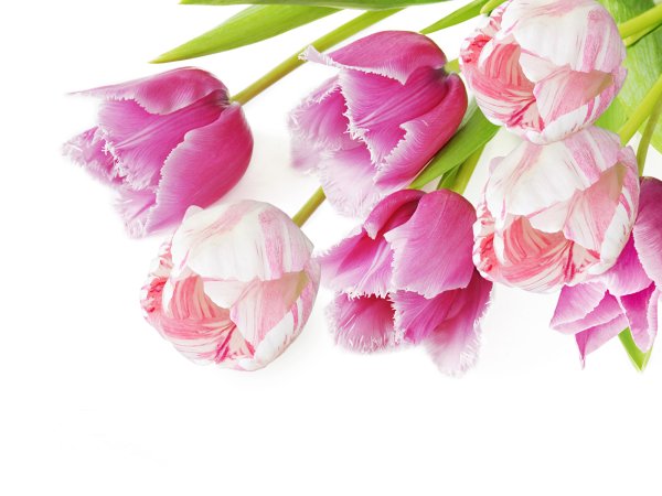 Тюльпан белый срезка