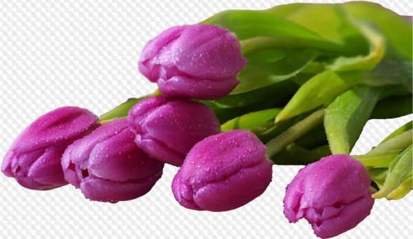 Букет тюльпанов фото