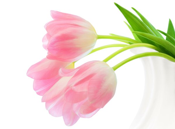 Тюльпаны разноцветные