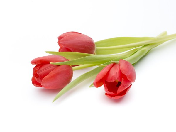 Тюльпан для детей