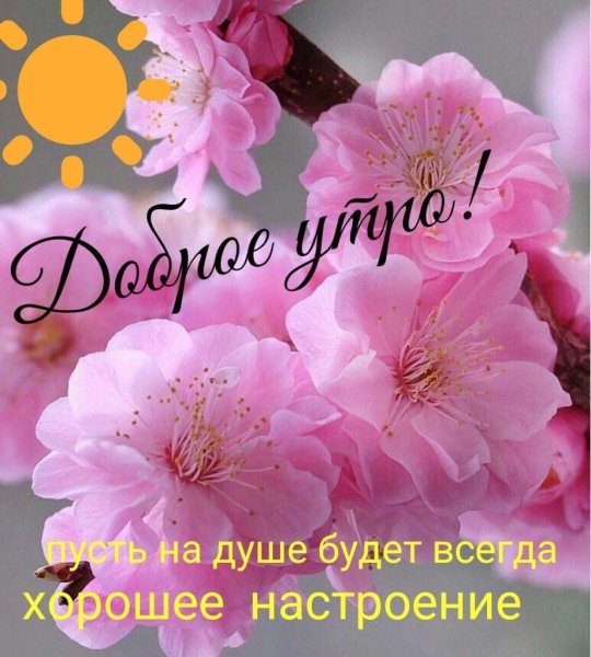Красивые цветы