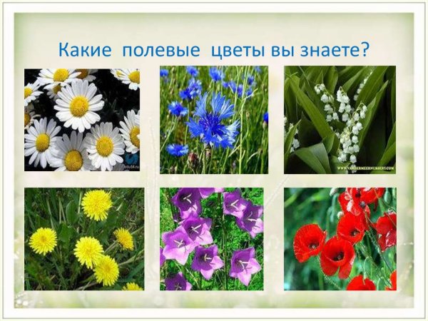 Полевые цветы с названиями для детей