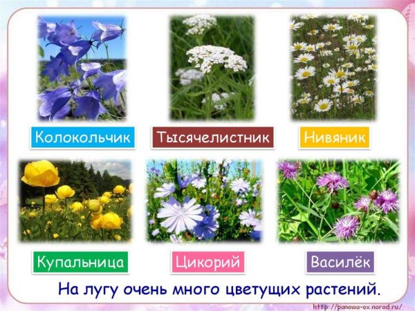 Луговые цветы названия