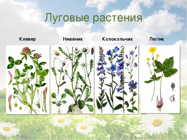 Луговые растения названия