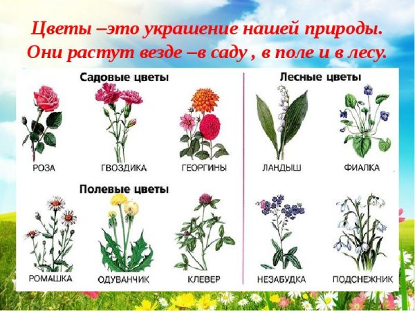 Названия садовых и полевых цветов
