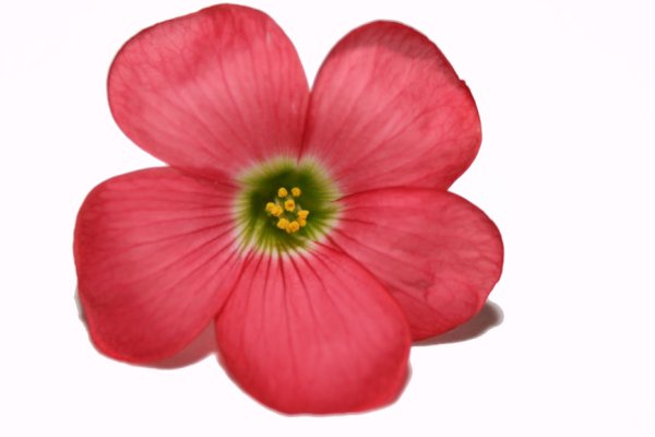 Цветочки джипег