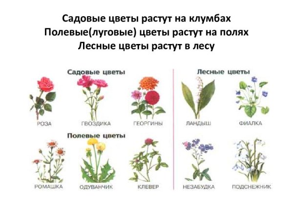 Цветы бывают полевые и садовые и Лесные