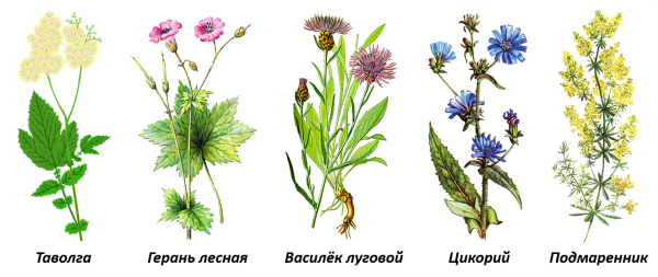 Василек Луговой цикорий герань Лесная