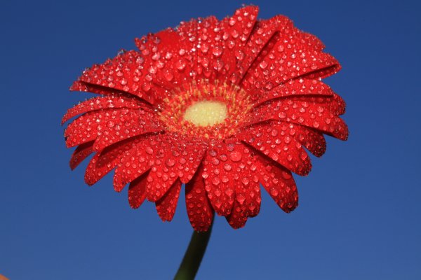 Большой красивый цветок