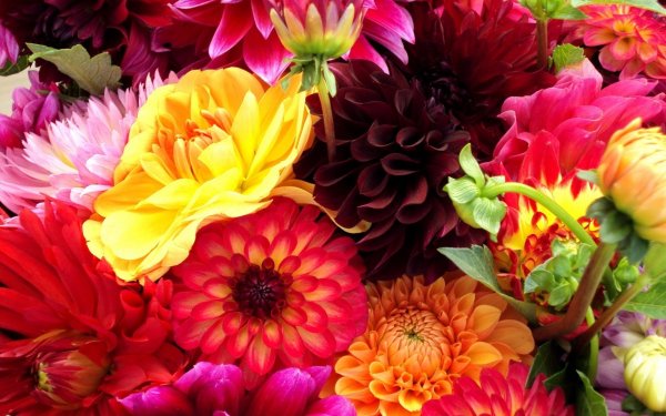 Красота цветов