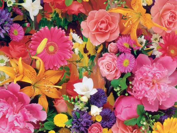 Герберы фуксия