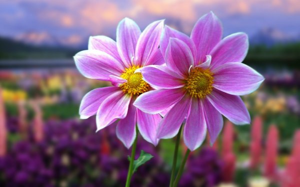 Прекрасные полевые цветы