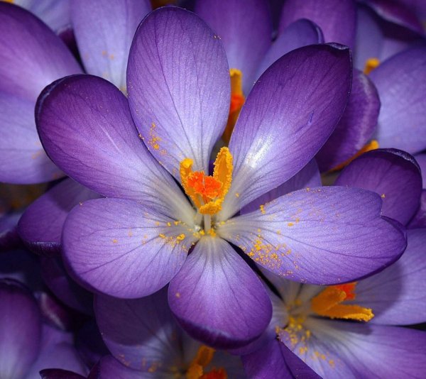 Яркие цветы