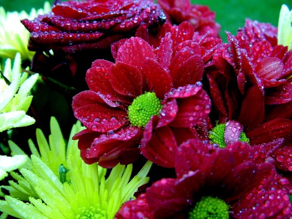 Роза Пурпл фиолет