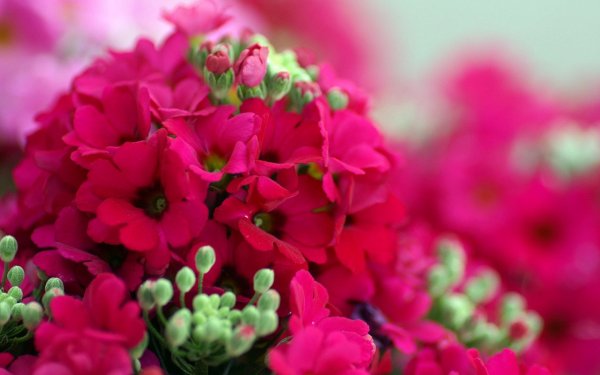 Хризантема Садовая голубая