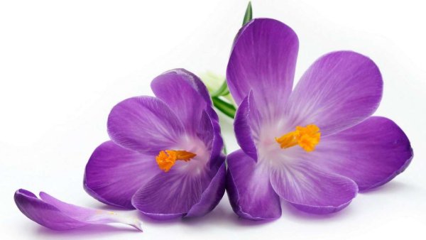 Флокс Пинк Еллоу