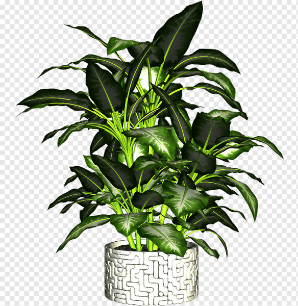 Комнатные растения для фотошопа