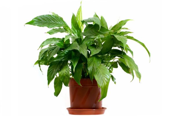 Аспидистра спатифиллум