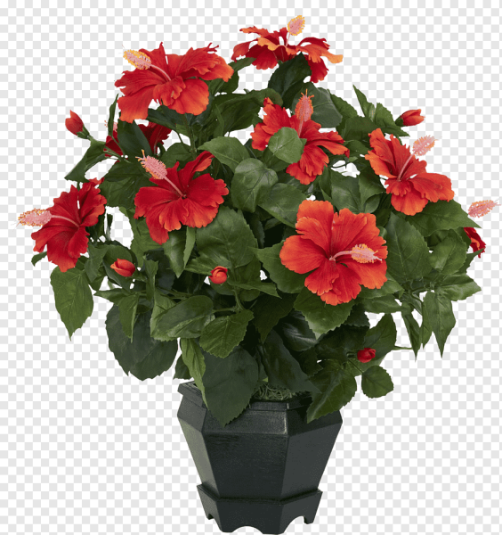 Китайский Розан