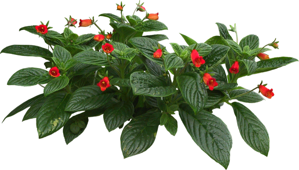 Комнатные растения на прозрачном фоне