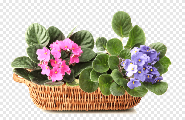 Сенполия (узамбарская фиалка) на белом фоне