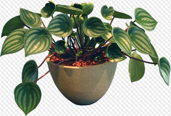 Комнатные растения без фона