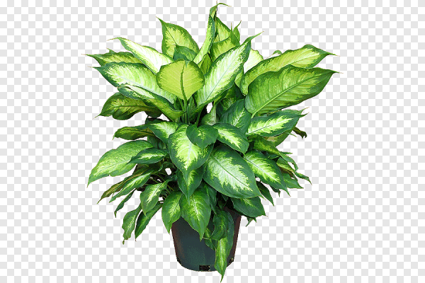 Диффенбахия Seguine