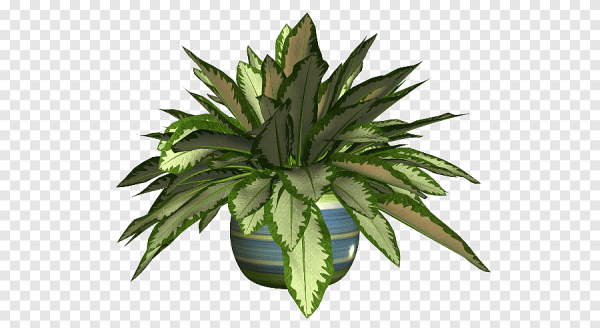 Комнатные цветы на прозрачном фоне