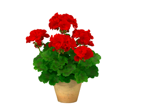 Пеларгония красная