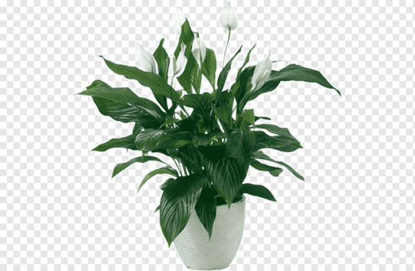 Аспидистра спатифиллум