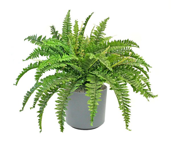 Папоротник нефролепис Верона