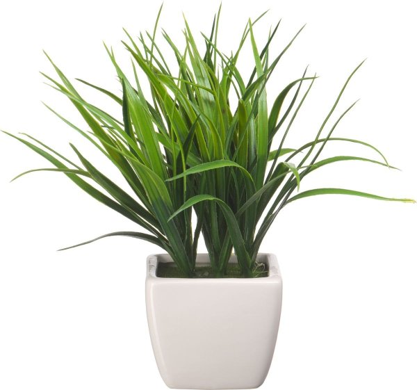 Осока комнатное растение