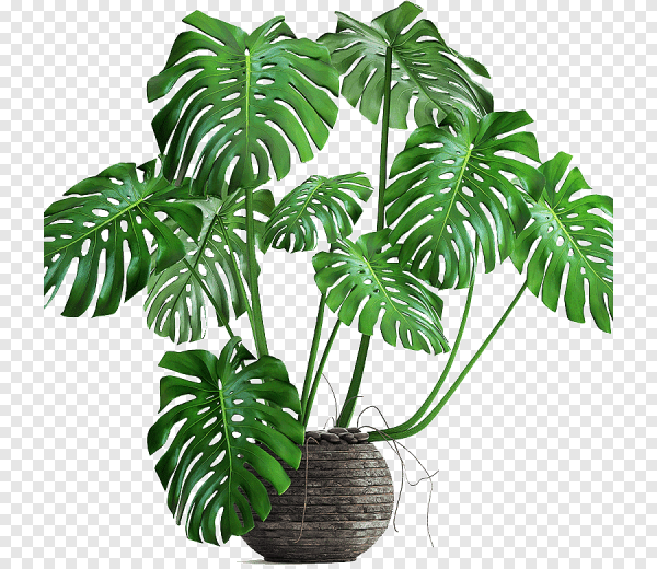 Монстера Делициоза (Monstera deliciosa)