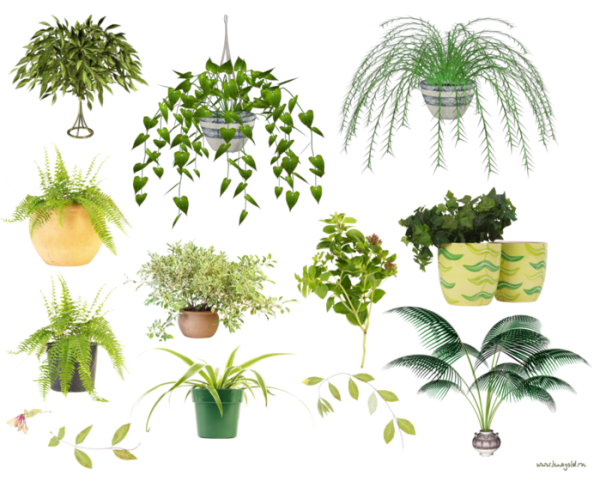 Плющ хлорофитум растения