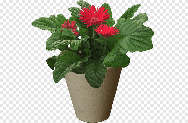 Цветок в горшке на прозрачном фоне