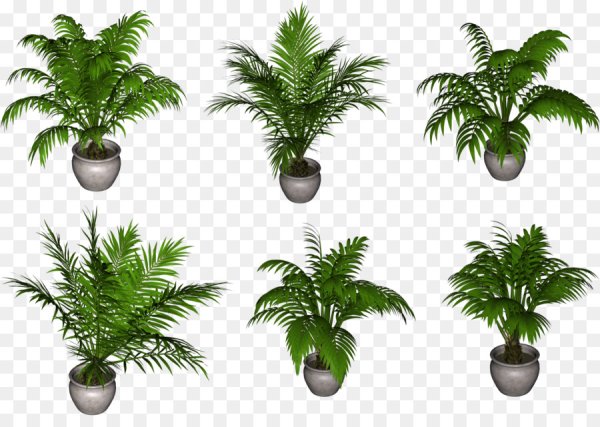 Пальма в вазоне