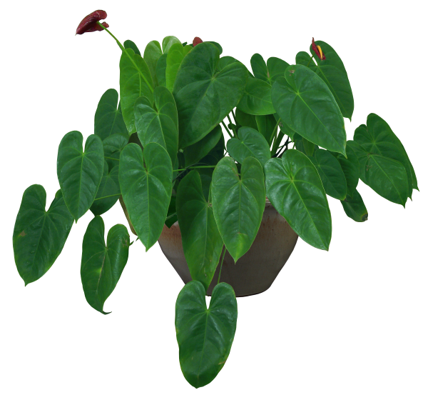 Комнатные растения на прозрачном фоне