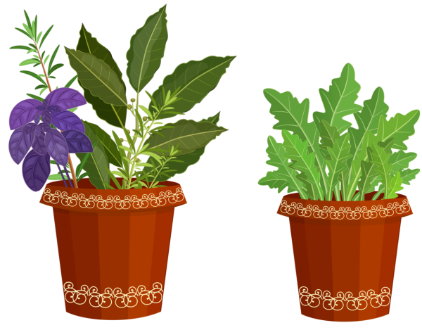 Цветок в горшке клипарт