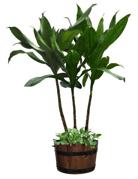 Цветок в горшке на белом фоне