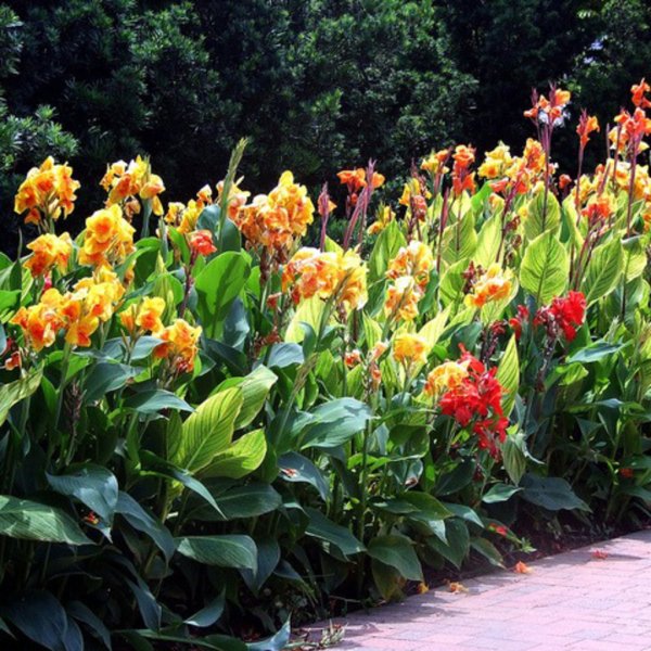 Канна Пикассо