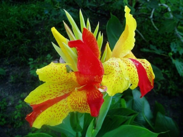 Канна метельчатая