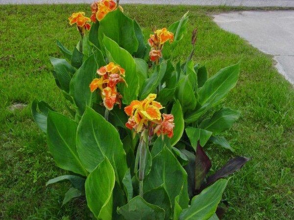 Канна индийская 'Тропикал ред'