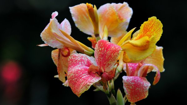 Канна ювелир