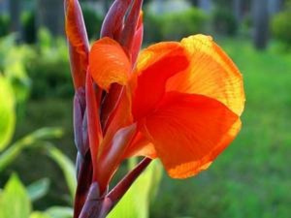 Канна canna Indica purpurea