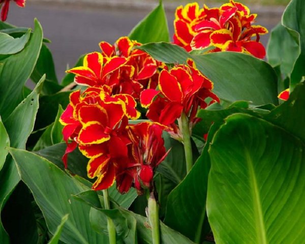 Канна Генералис