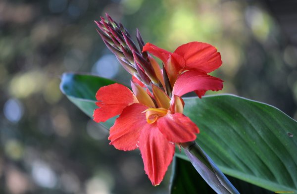 Канна красная цветок