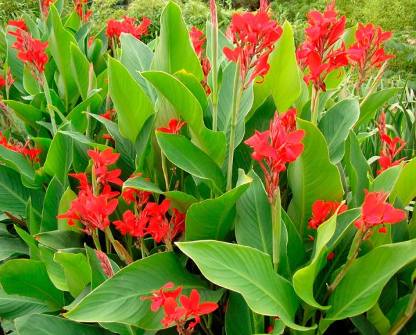 Канна цветок