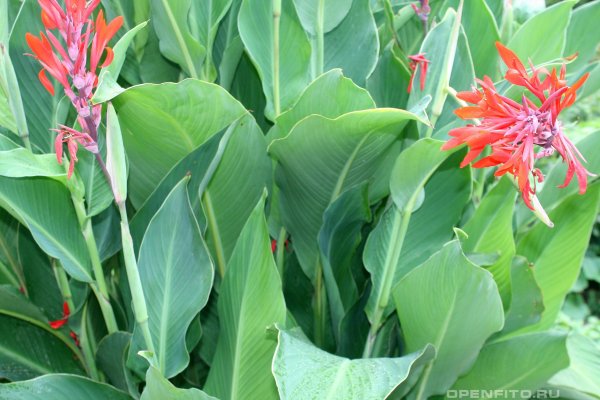 Канна индийская большие цветы